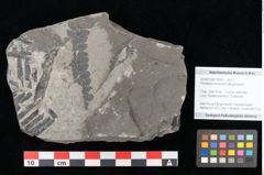 Foto (Objekt + Etikett) von Thinnfeldia lunzensis Ettingshausen (NHMW-GEO-2024-0188-10590)